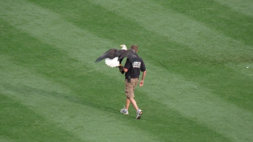 Reds game (eagle)